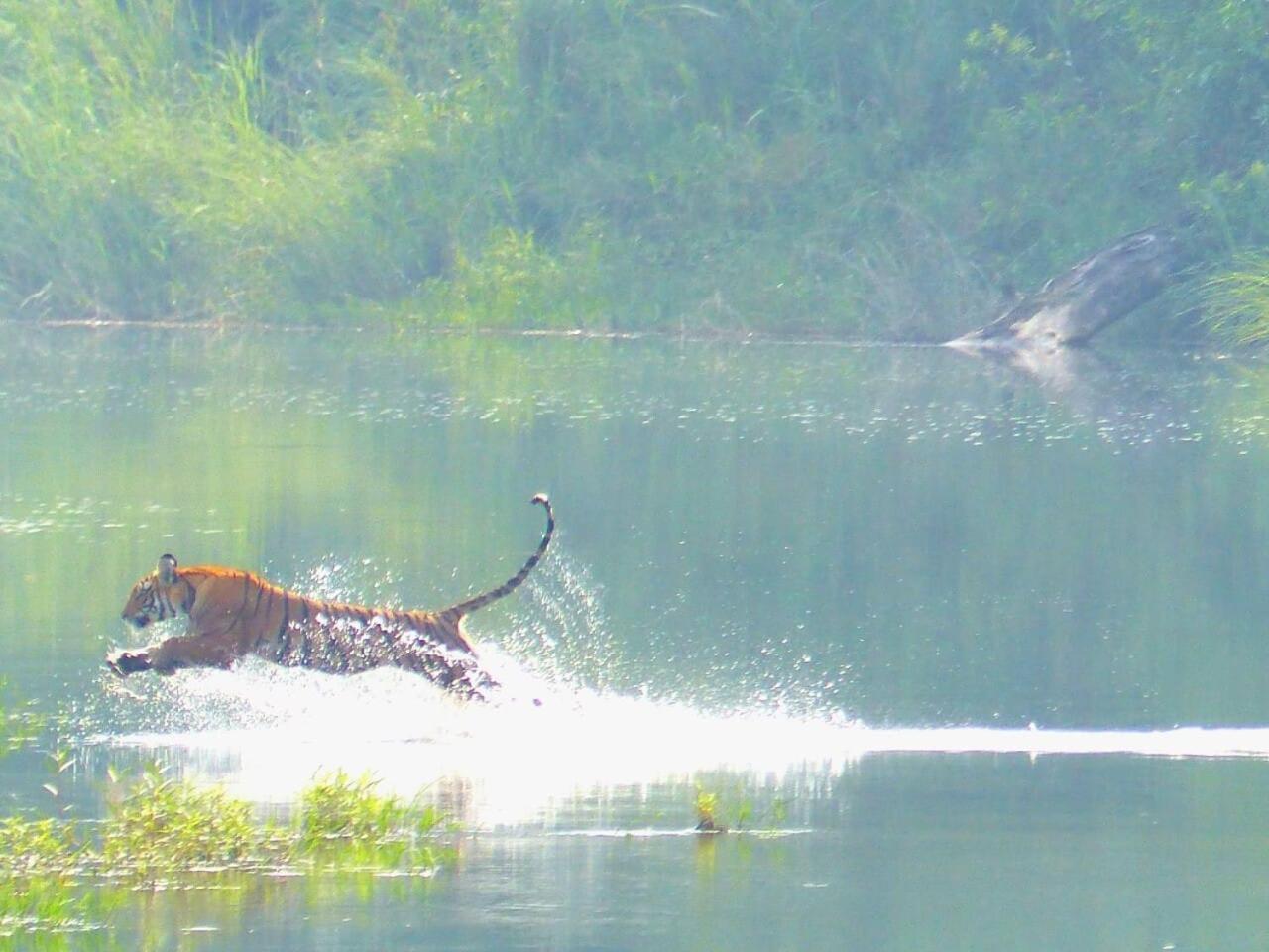 Babai Resort Pvt Ltd Bardiya Exteriér fotografie